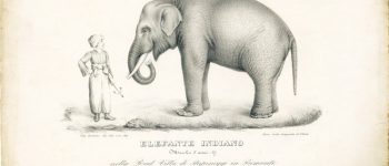 Fritz, l’elefante di re Carlo Felice