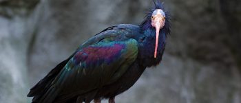 Perse le tracce dell'ibis eremita di Palmira
