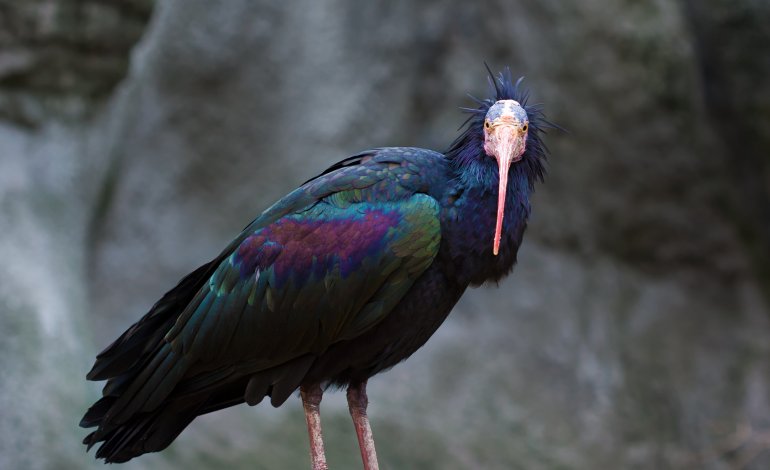 Perse le tracce dell’ibis eremita di Palmira