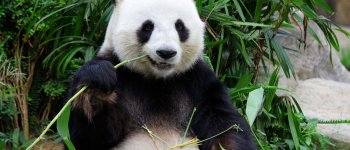Il panda è ghiotto di bambù ma non lo può digerire