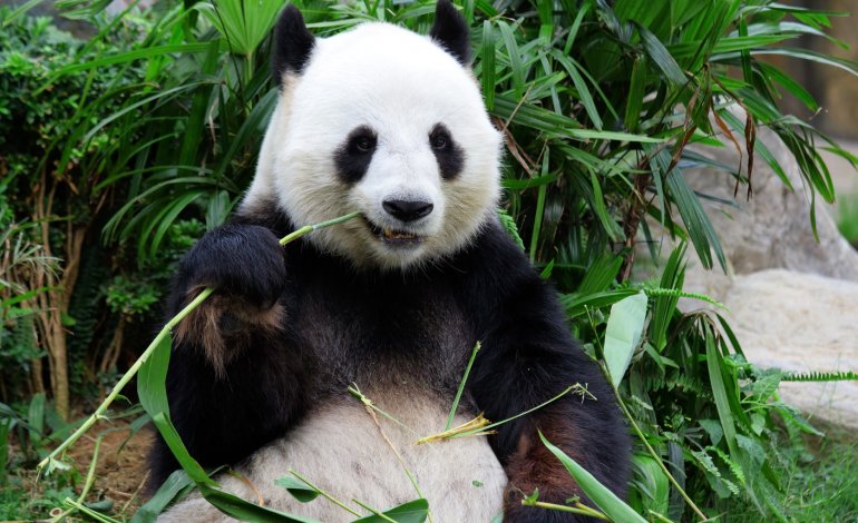 Il panda è ghiotto di bambù ma non lo può digerire