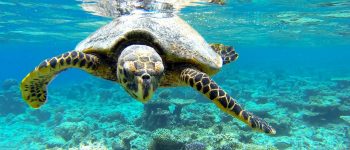 La giornata mondiale delle tartarughe marine