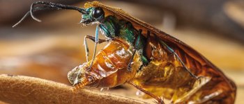 La vespa gioiello: come in un film horror