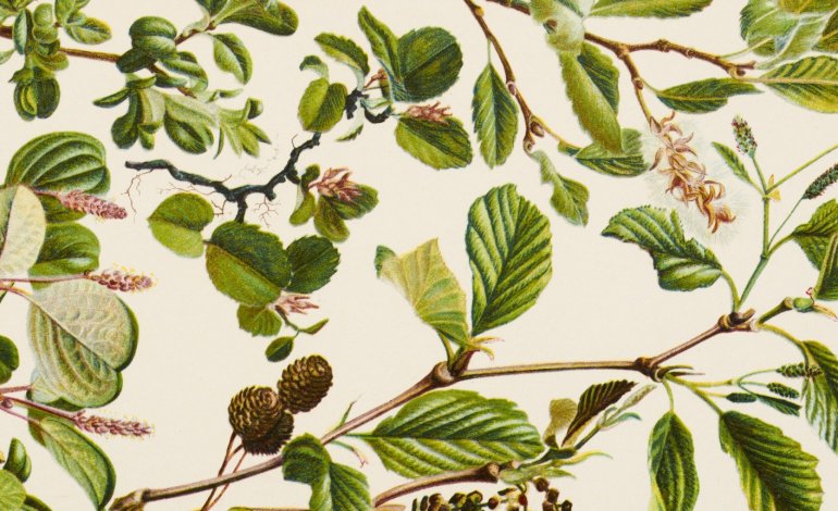 Giardini di carta