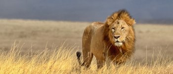 Dopo 21 anni tornano i leoni
