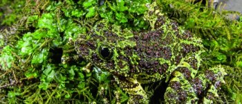 La rana-muschio e l'arte di sparire