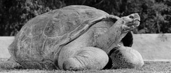 Lo zoo di San Diego dice addio alla tartaruga Speed