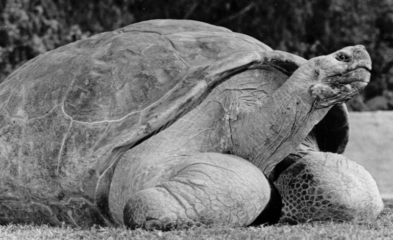 Lo zoo di San Diego dice addio alla tartaruga Speed
