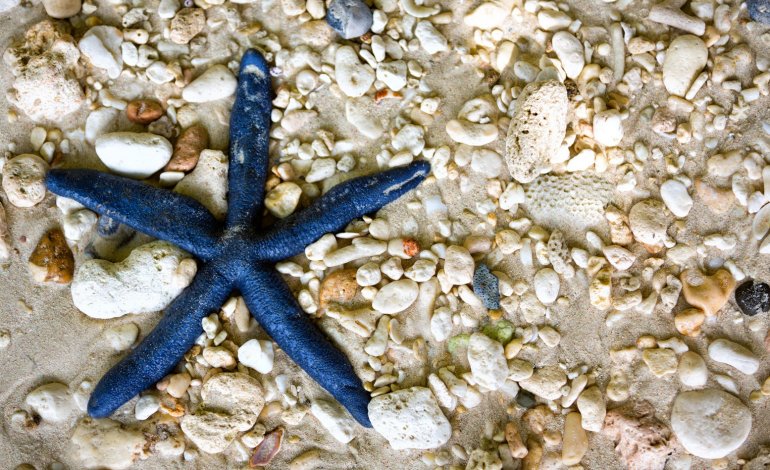 L’uomo diventerà immortale