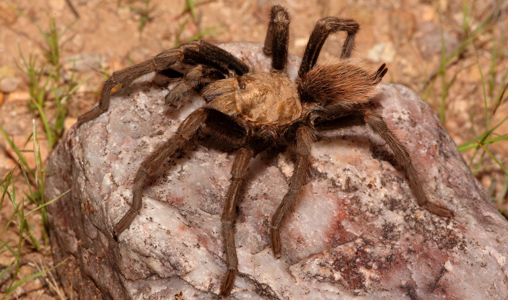 Australia, paesino invaso da 25mila tarantole. Si cerca il