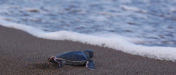 Nella Repubblica Dominicana le tartarughe hanno la precedenza