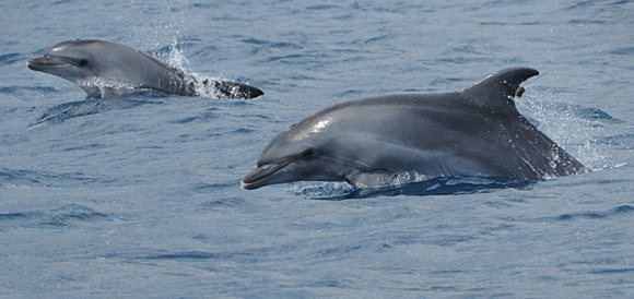 I delfini tornano in mare aperto