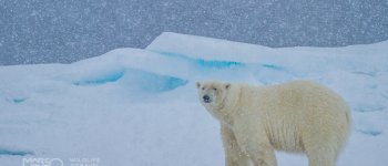Fotografare un orso polare