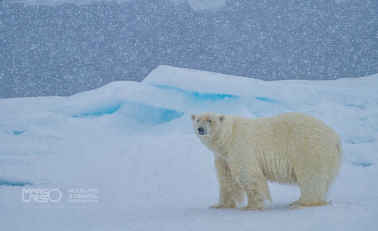 Fotografare un orso polare