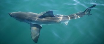 Allarme squali: il Mediterraneo rischia di perderli