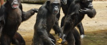 L'isola degli scimpanzé - cavie