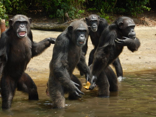 L’isola degli scimpanzé – cavie