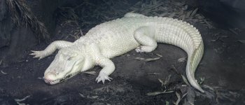 Due rari esemplari di alligatori albini in un hotel a Dubai