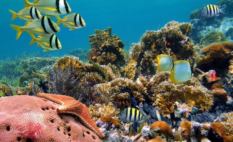 L’impegno dei giovani per tutelare la barriera corallina