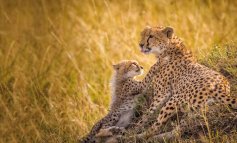 Mamma ghepardo e il suo piccolo