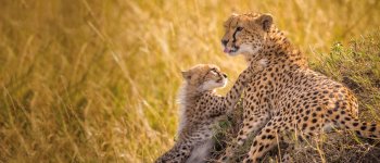 Mamma ghepardo e il suo piccolo