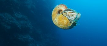 Nautilus, nuovo avvistamento 30 anni dopo