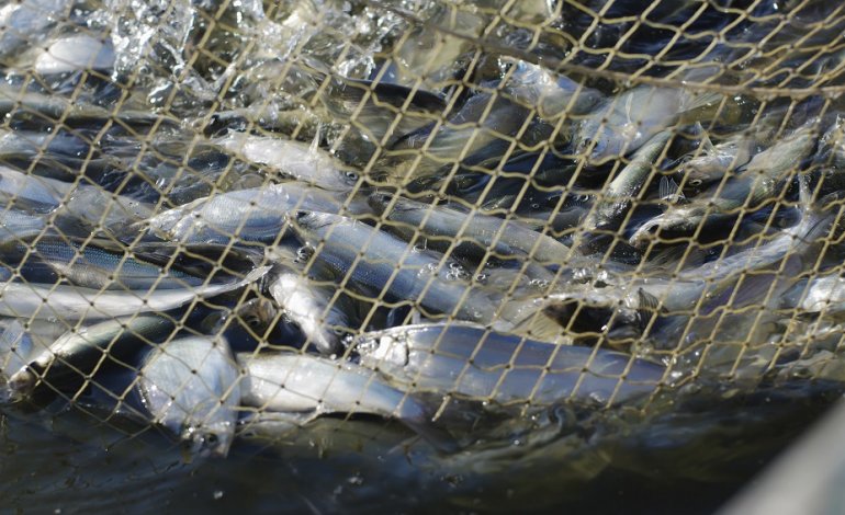 La FAO contro la pesca illegale