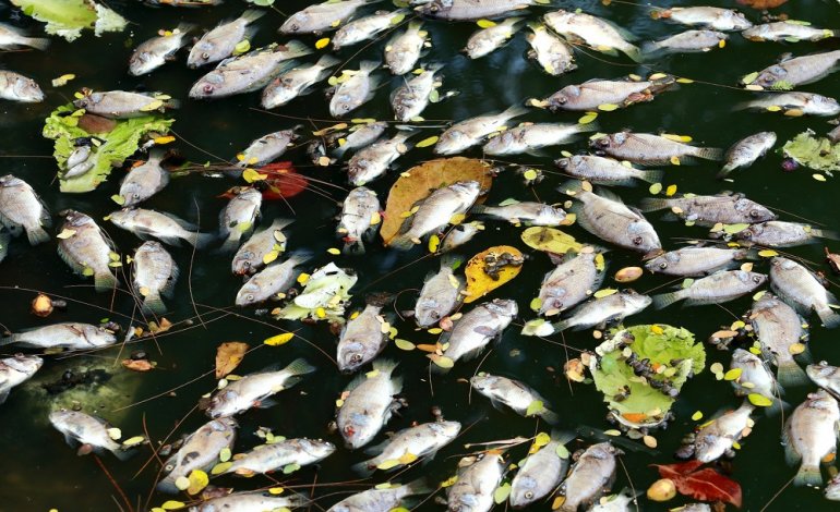 Cianuro nelle acque del fiume, strage di pesci a Taijin