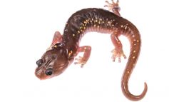 La salamandra arboricola: acqua? No, grazie!