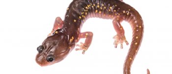 La salamandra arboricola: acqua? No, grazie!
