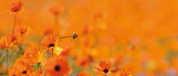 Fotografare i fiori del Namaqualand