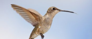 I colibrì golanera si fanno proteggere dai rapaci