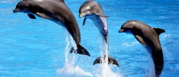 Taiji, hunting dolphins for the captivity industry