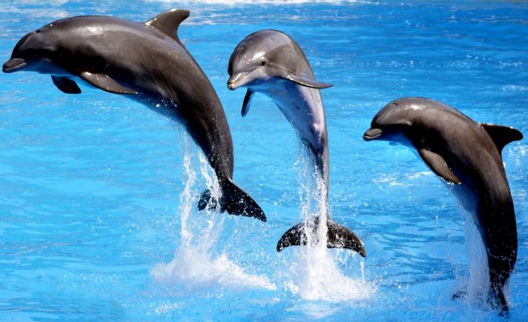 Taiji, a caccia di delfini per metterli in cattività