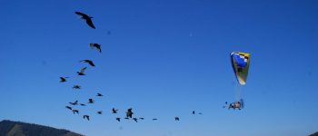 Gli ibis eremita migrano con gli ultraleggeri