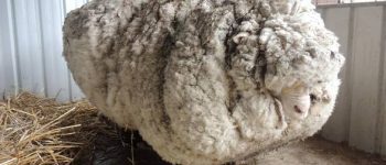 Record, 40 chili di lana da una sola pecora