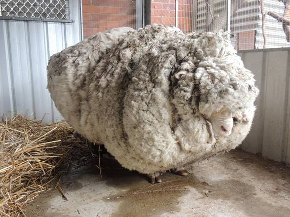 Record, 40 chili di lana da una sola pecora