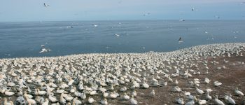 9 uccelli marini su 10 hanno plastica in corpo