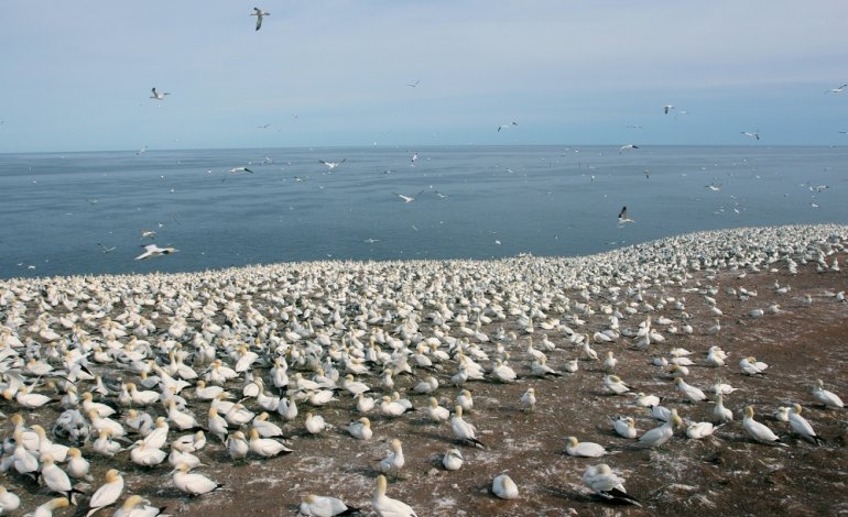 9 uccelli marini su 10 hanno plastica in corpo