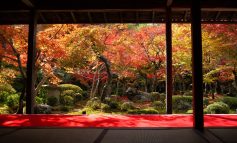 La magia dell'autunno in Giappone