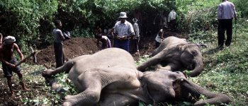 Arrestata in Tanzania una stragista di elefanti