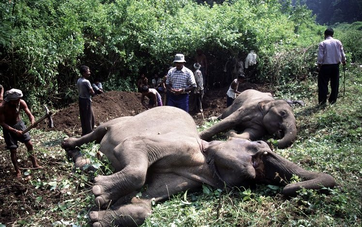 Arrestata in Tanzania una stragista di elefanti
