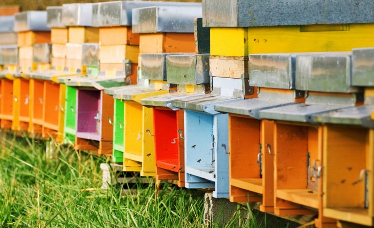 Le api, orgoglio sloveno