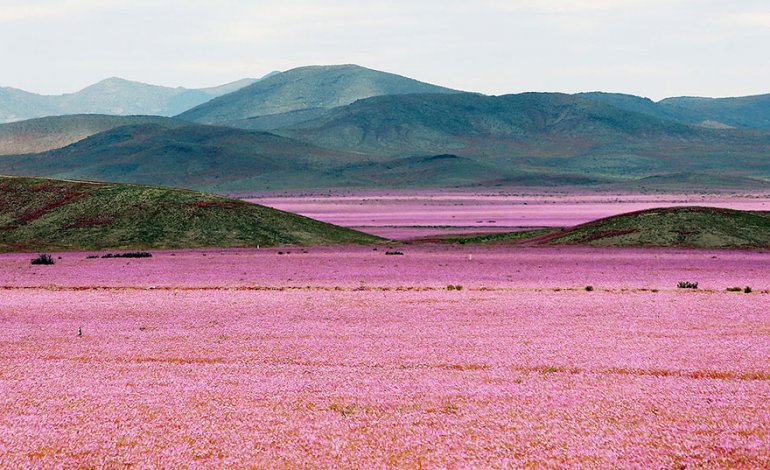 El Nino fa fiorire il deserto di Atacama