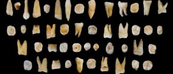 Denti cinesi potrebbero riscrivere la storia dell'umanità