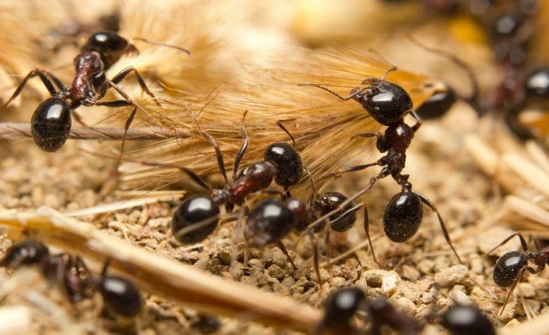 Addio mito della formica laboriosa: formicai pieni di lazzaroni