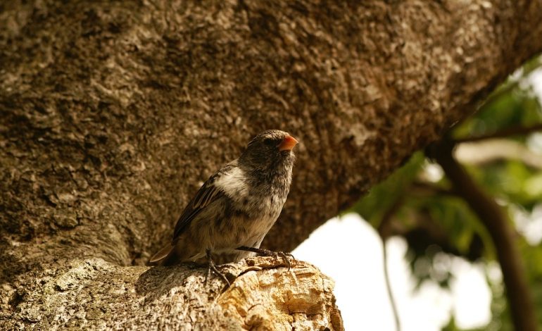 Alle Galapagos esiste il fringuello vampiro