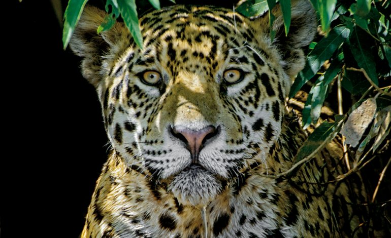 Faccia a faccia col giaguaro