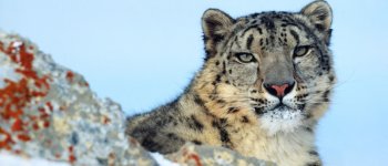 A rischio il leopardo delle nevi, fantasma delle montagne