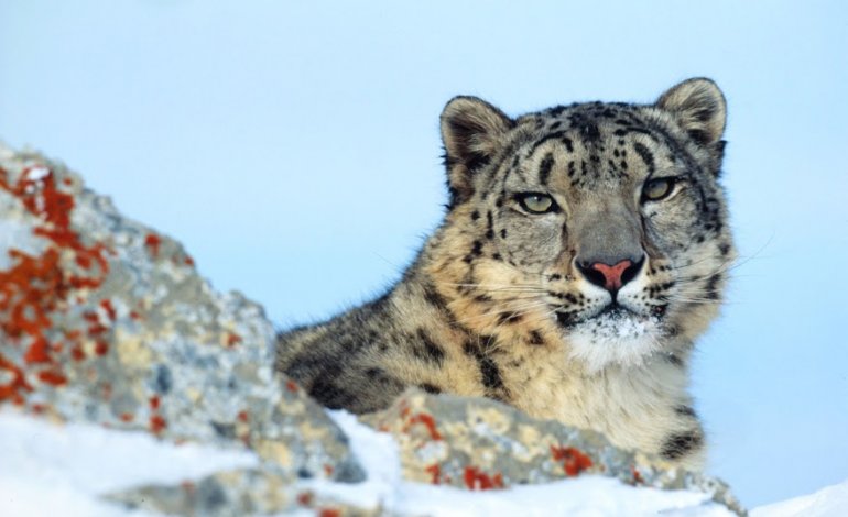 A rischio il leopardo delle nevi, fantasma delle montagne